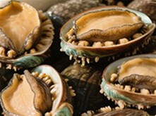 鮑魚(yú) （鮑科鮑屬動(dòng)物）