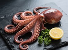 八爪魚(yú) （章魚(yú)科動(dòng)物）