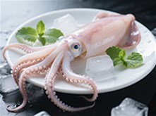 魷魚(yú)